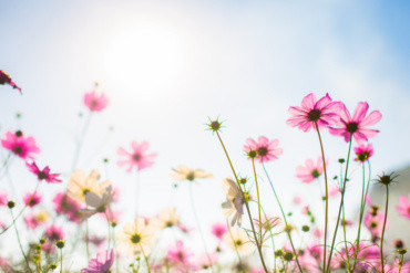 Den Perfekte Blomst der Holder Haven Pæn
